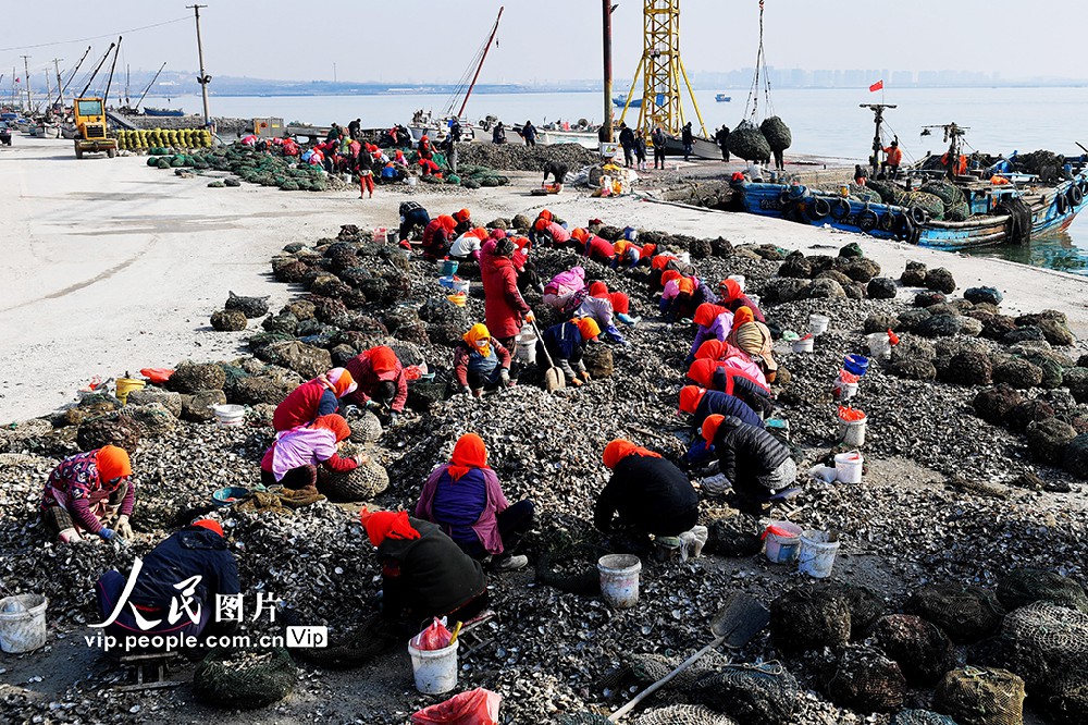 山东青岛：收获牡蛎 供应市场
