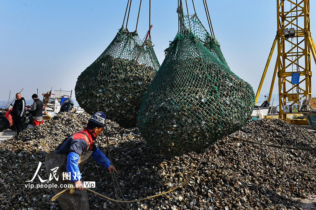 山东青岛：收获牡蛎 供应市场【2】