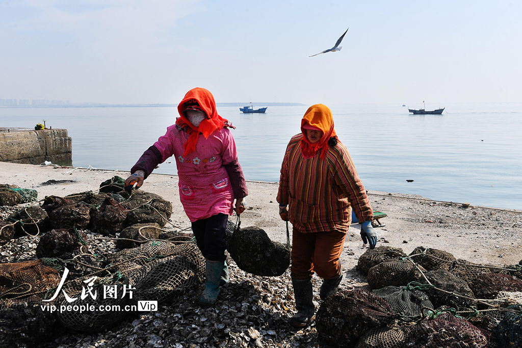 山东青岛：收获牡蛎 供应市场【3】