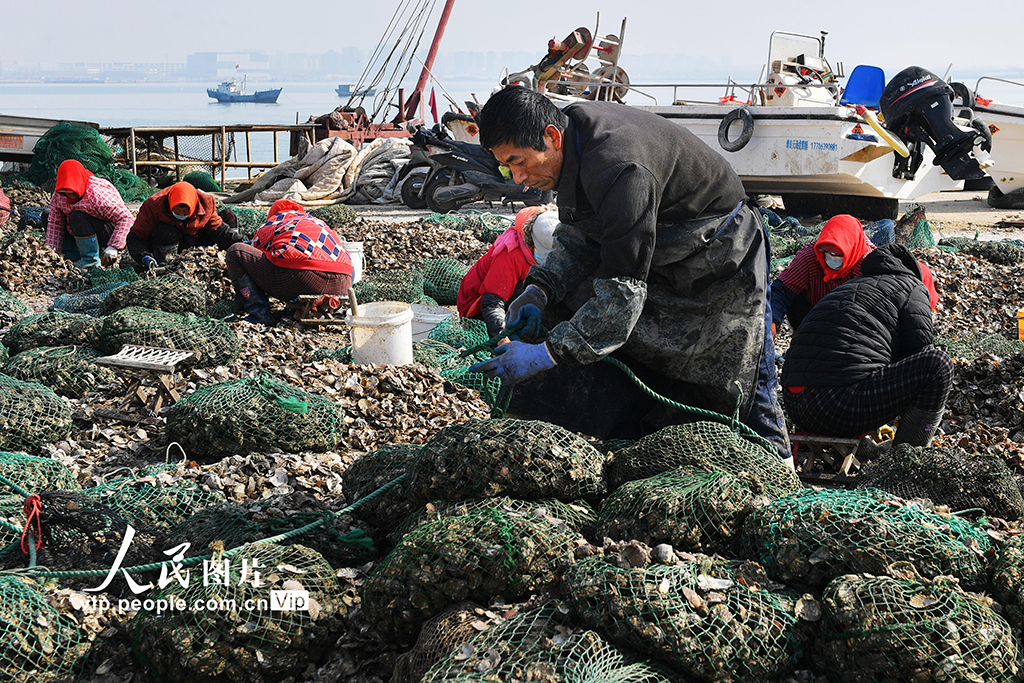 山东青岛：收获牡蛎 供应市场【4】