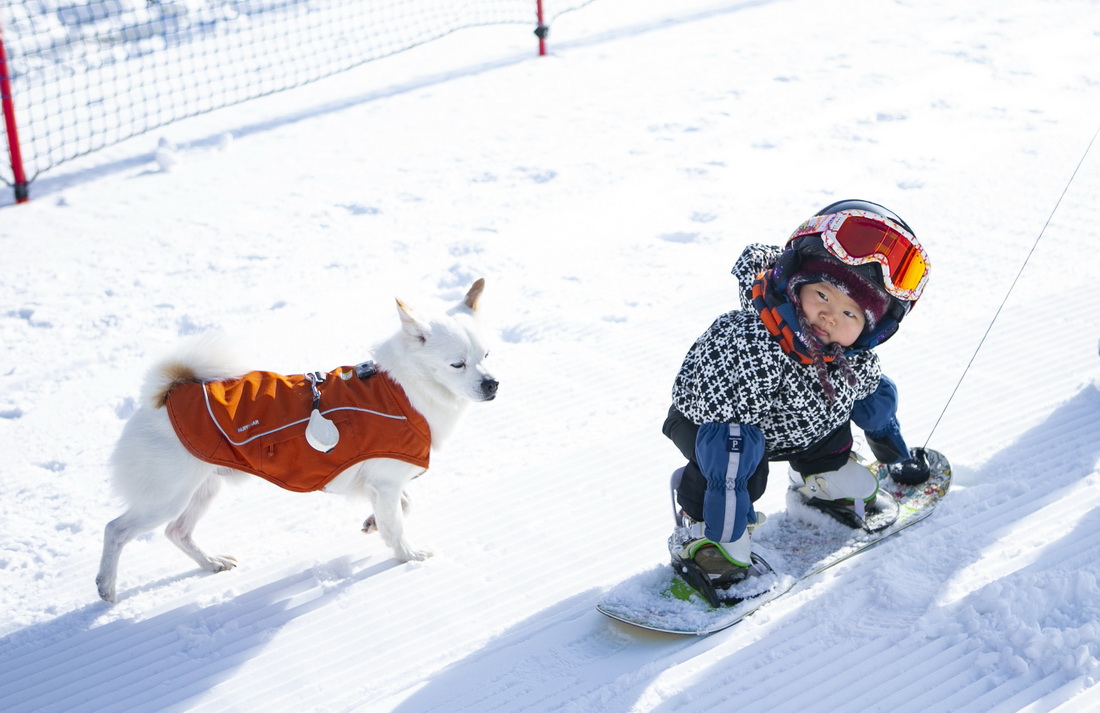 11月18日，萌宝王予玑在宠物狗“旺仔”的陪伴下滑雪。新华社记者 张帆 摄