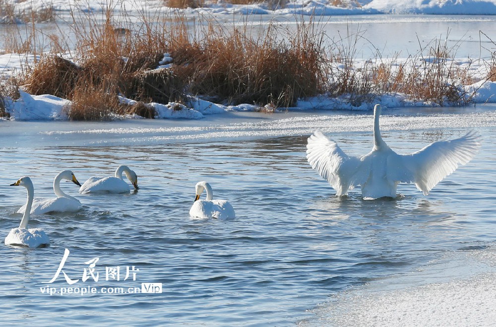 2022年1月27日，天鹅在新疆哈密市巴里坤哈萨克自治县高家湖湿地景区嬉戏。