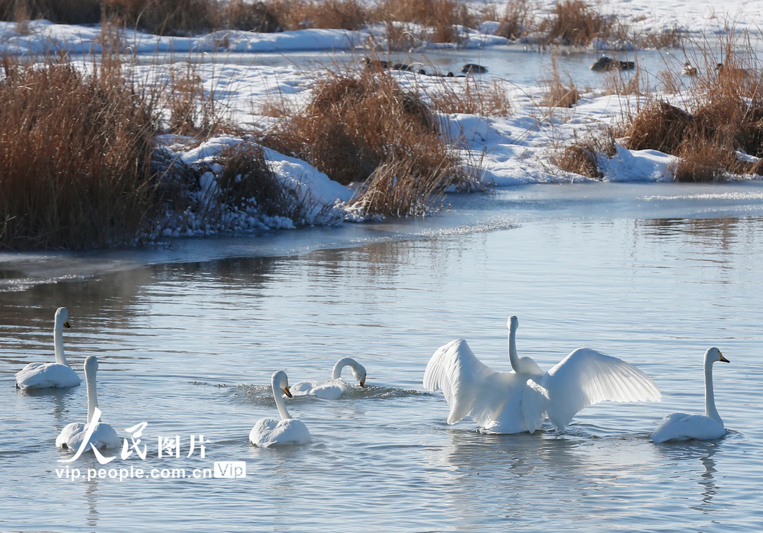 2022年1月27日，天鹅在新疆哈密市巴里坤哈萨克自治县高家湖湿地景区游弋。