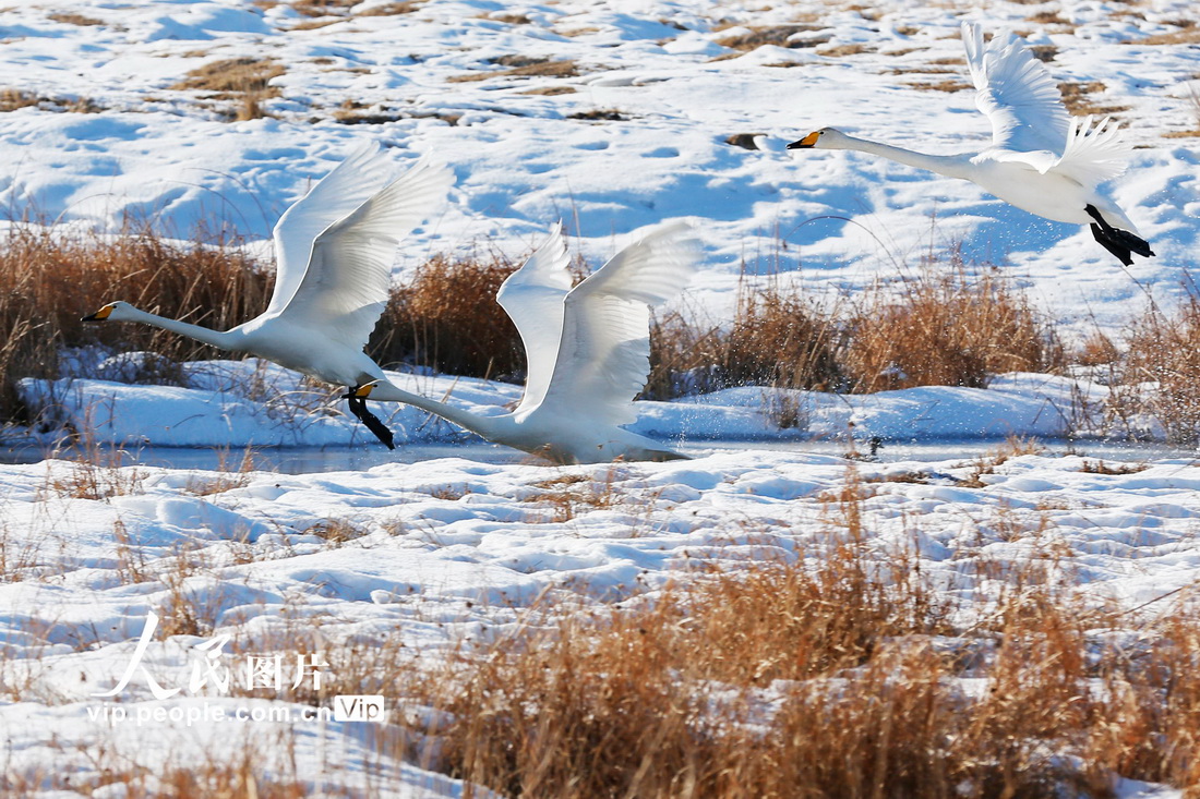 2022年1月27日，天鹅在新疆哈密市巴里坤哈萨克自治县高家湖湿地景区嬉戏。