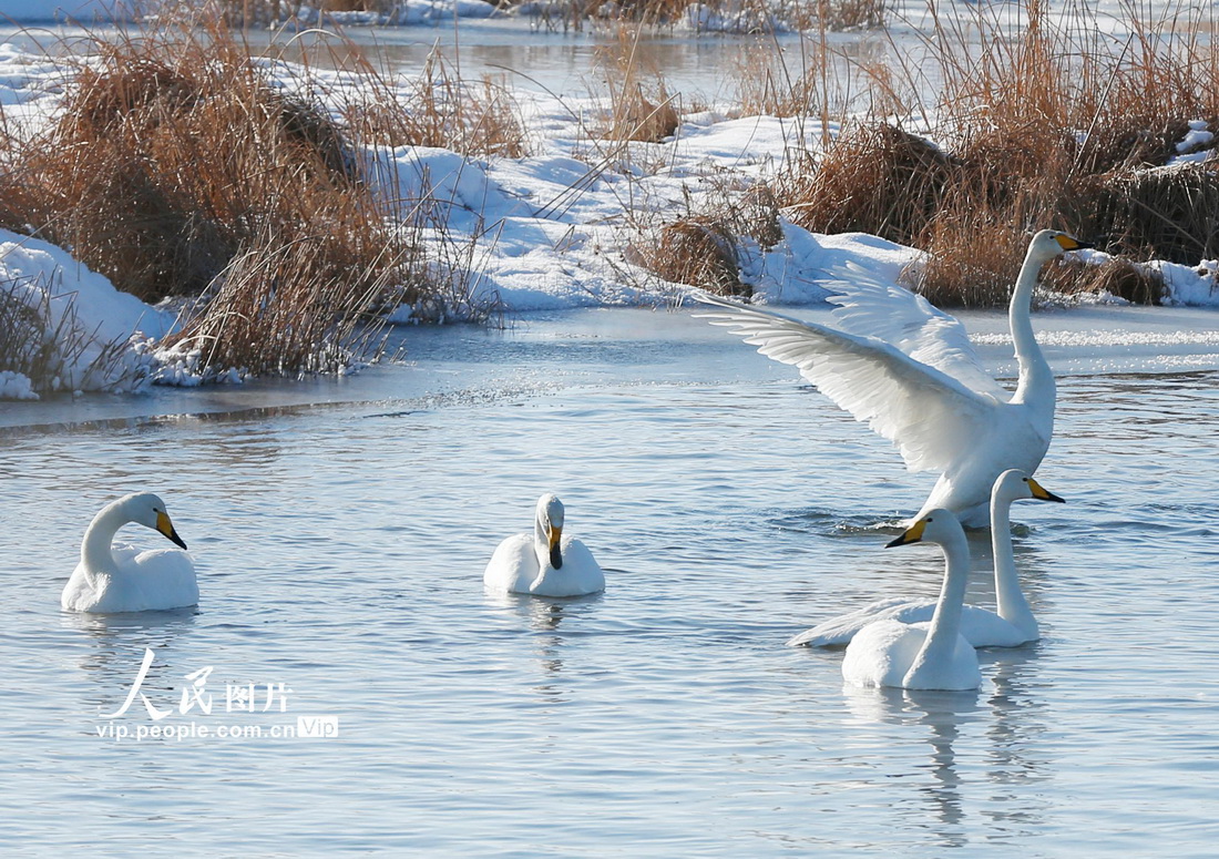 2022年1月27日，天鹅在新疆哈密市巴里坤哈萨克自治县高家湖湿地景区游弋。