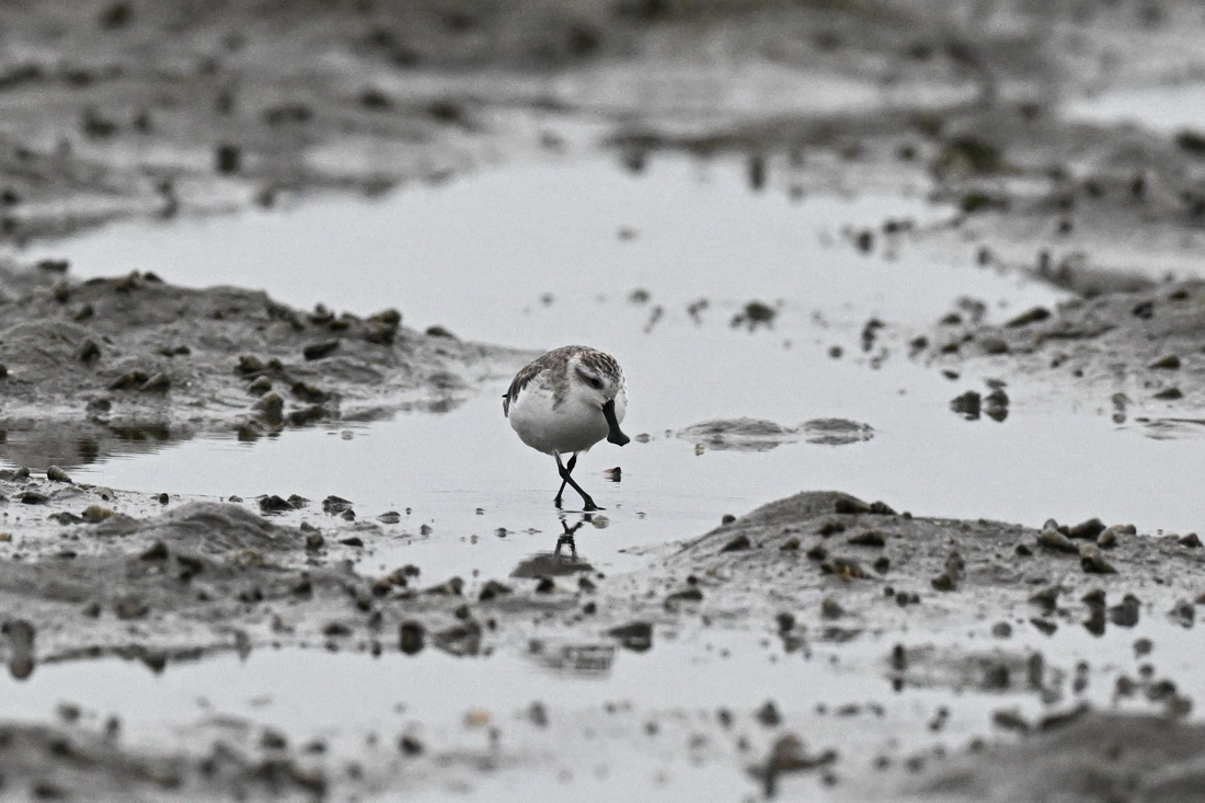 1月23日，一只勺嘴鹬在海南儋州一处湿地觅食。