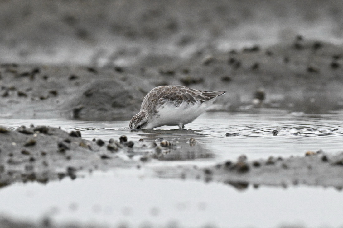 1月23日，一只勺嘴鹬在海南儋州一处湿地觅食。