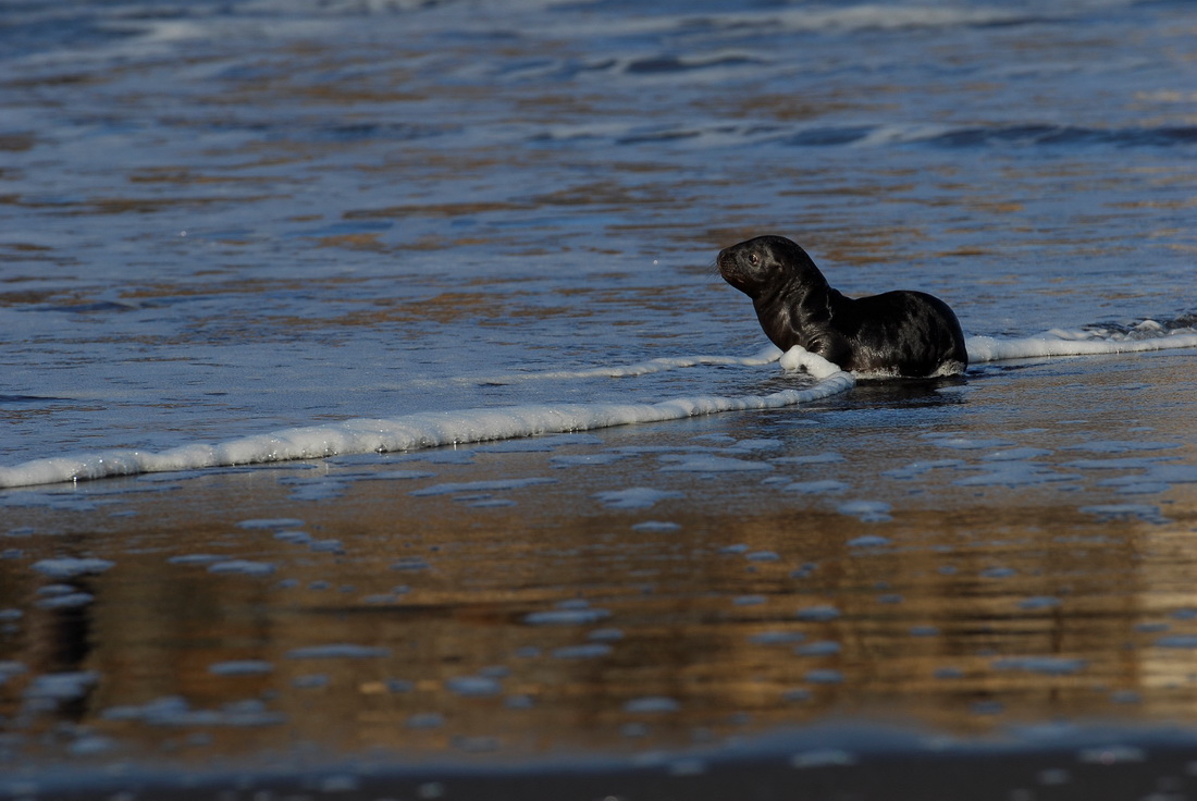 这是2月3日在智利科夫克库拉海边拍摄的小海狮。
