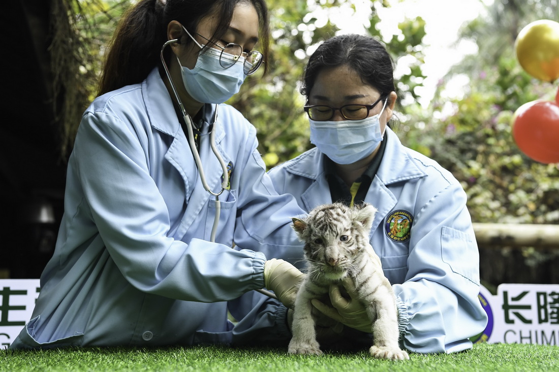 1月25日，广州长隆野生动物世界保育员为白虎宝宝体检。