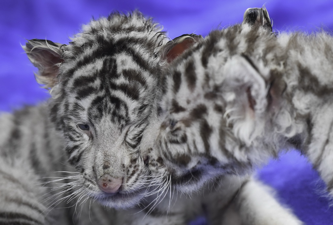1月25日拍摄的广州长隆野生动物世界的龙凤胎白虎宝宝。