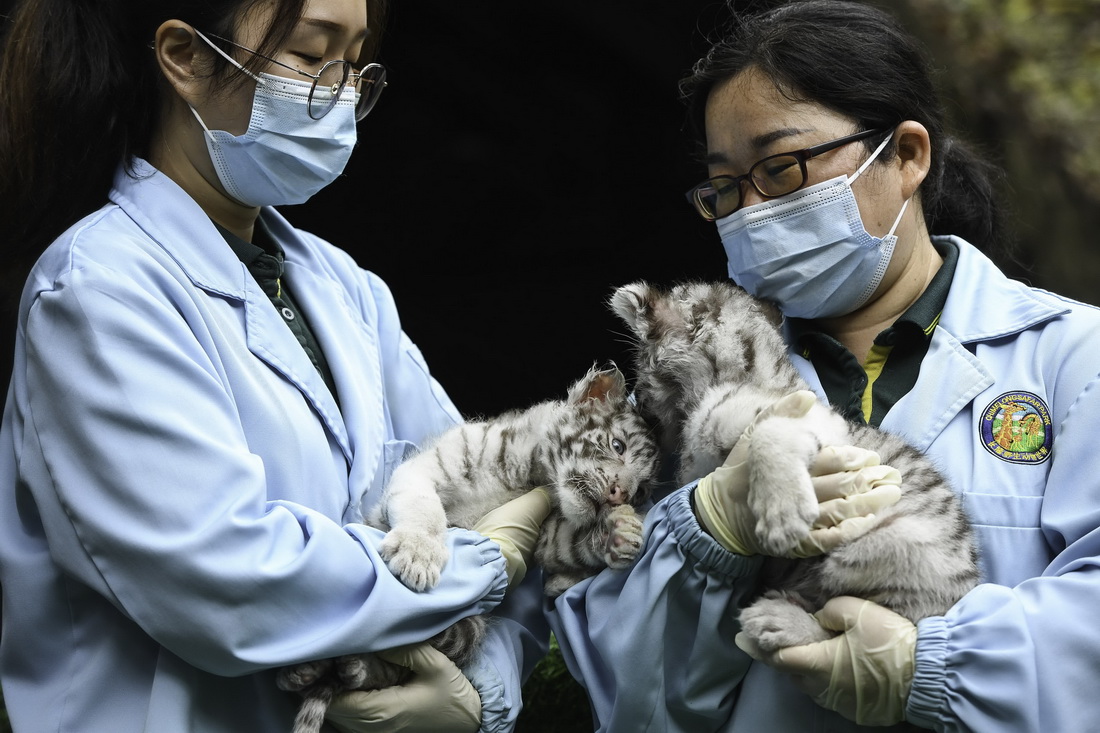 1月25日，广州长隆野生动物世界保育员抱着龙凤胎白虎宝宝亮相。
