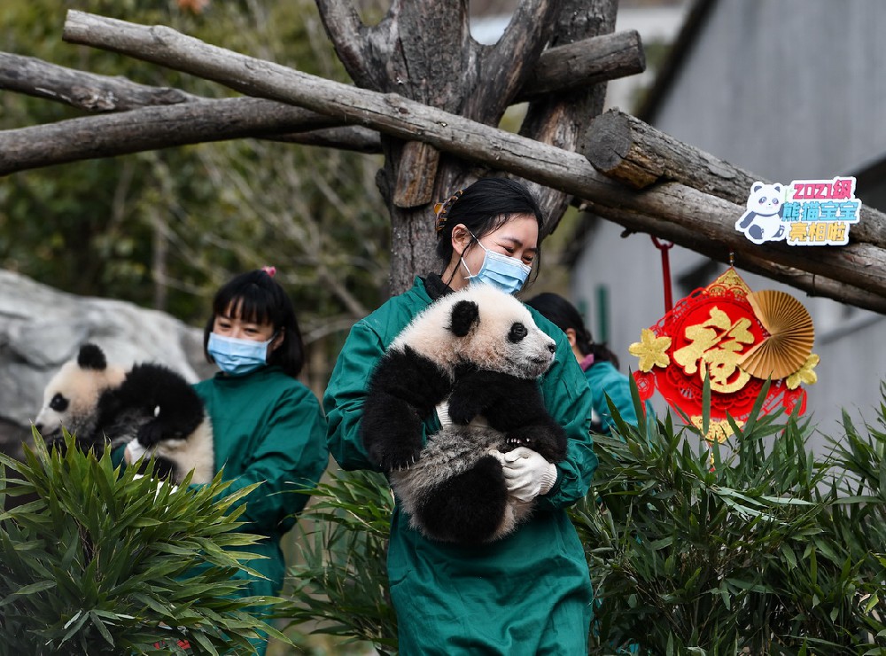 1月24日，在中国大熊猫保护研究中心卧龙神树坪基地，工作人员抱着熊猫宝宝参加拜年活动。新华社记者 王曦 摄