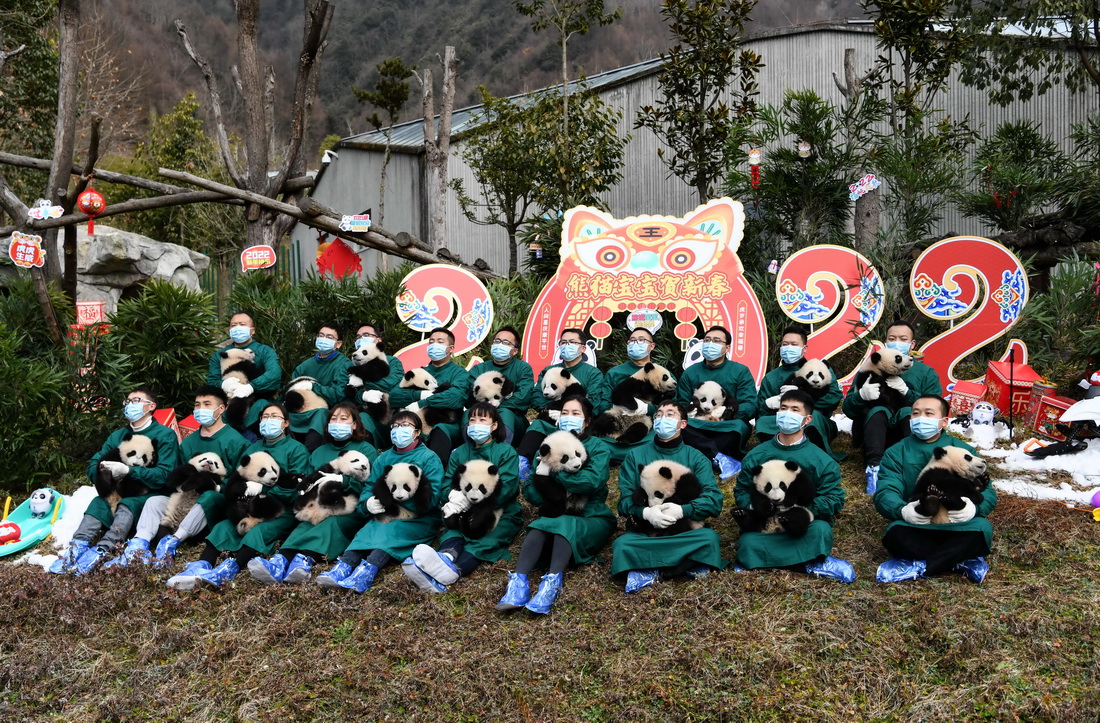 1月24日，在中国大熊猫保护研究中心卧龙神树坪基地，工作人员抱着熊猫宝宝亮相。新华社记者 王曦 摄