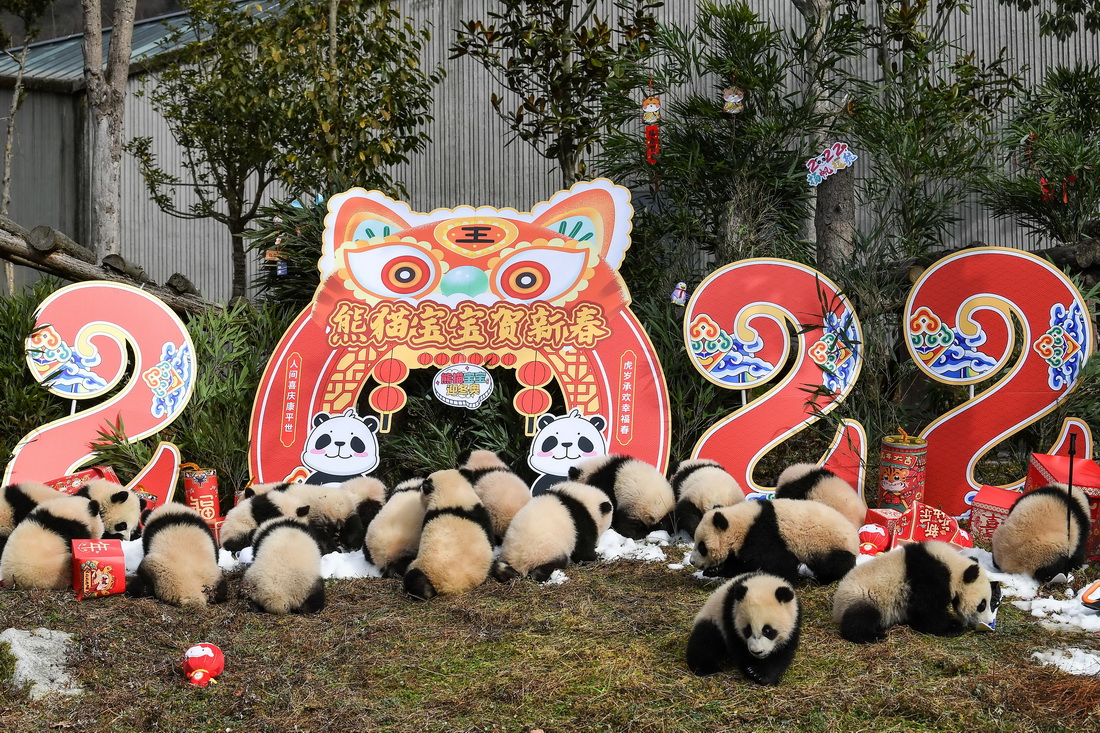 这是1月24日在中国大熊猫保护研究中心卧龙神树坪基地拍摄的熊猫宝宝。新华社记者 王曦 摄