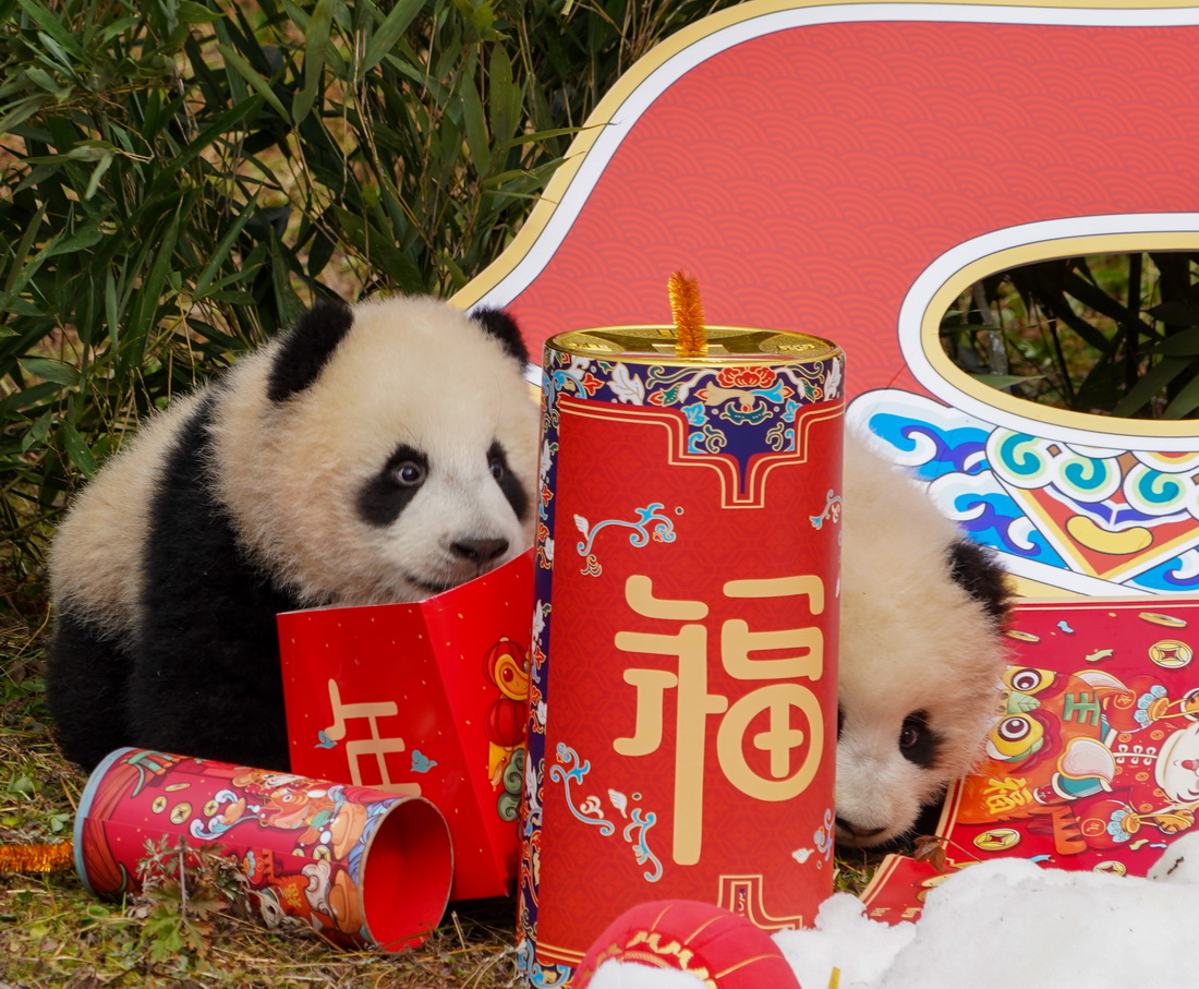 这是1月24日在中国大熊猫保护研究中心卧龙神树坪基地拍摄的熊猫宝宝。新华社发（陈居伟 摄）