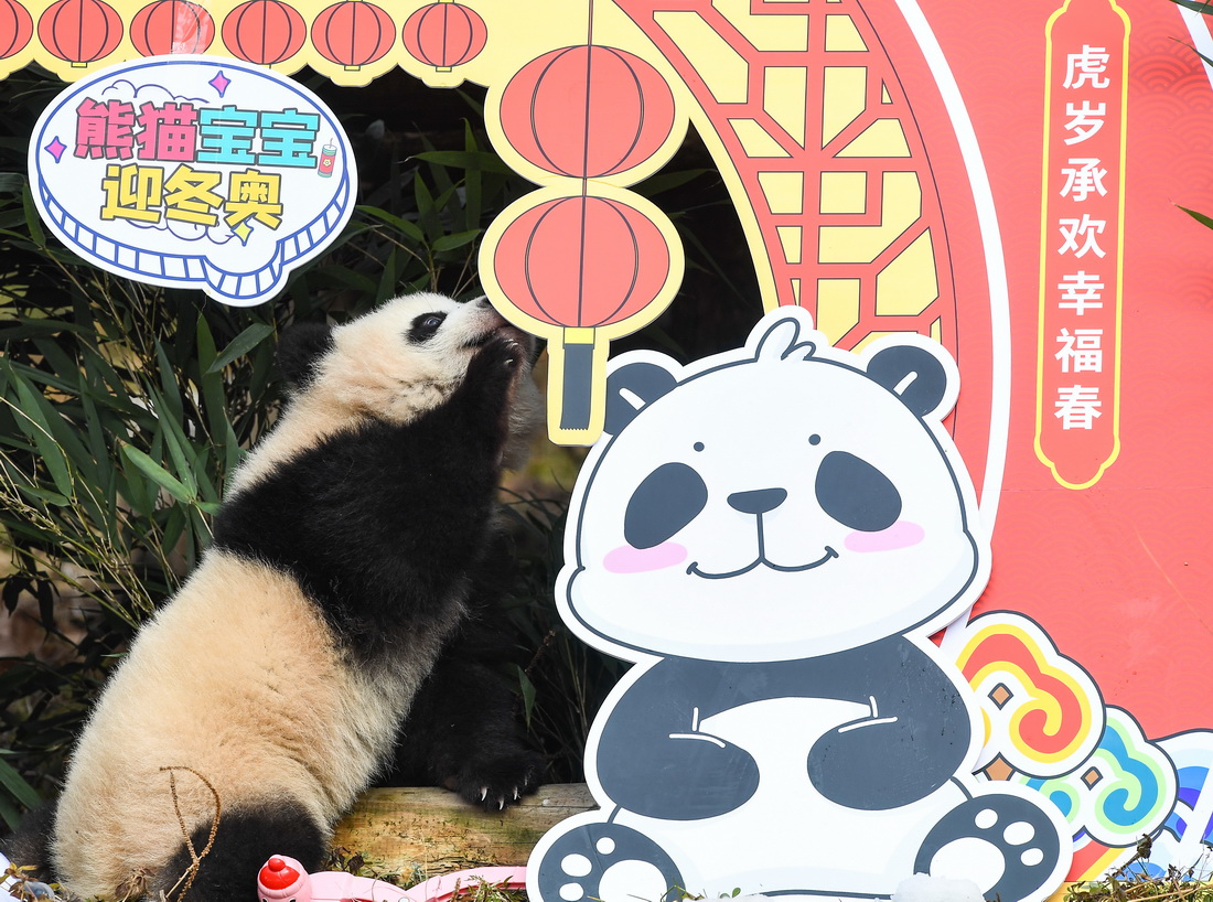 这是1月24日在中国大熊猫保护研究中心卧龙神树坪基地拍摄的熊猫宝宝。新华社记者 王曦 摄