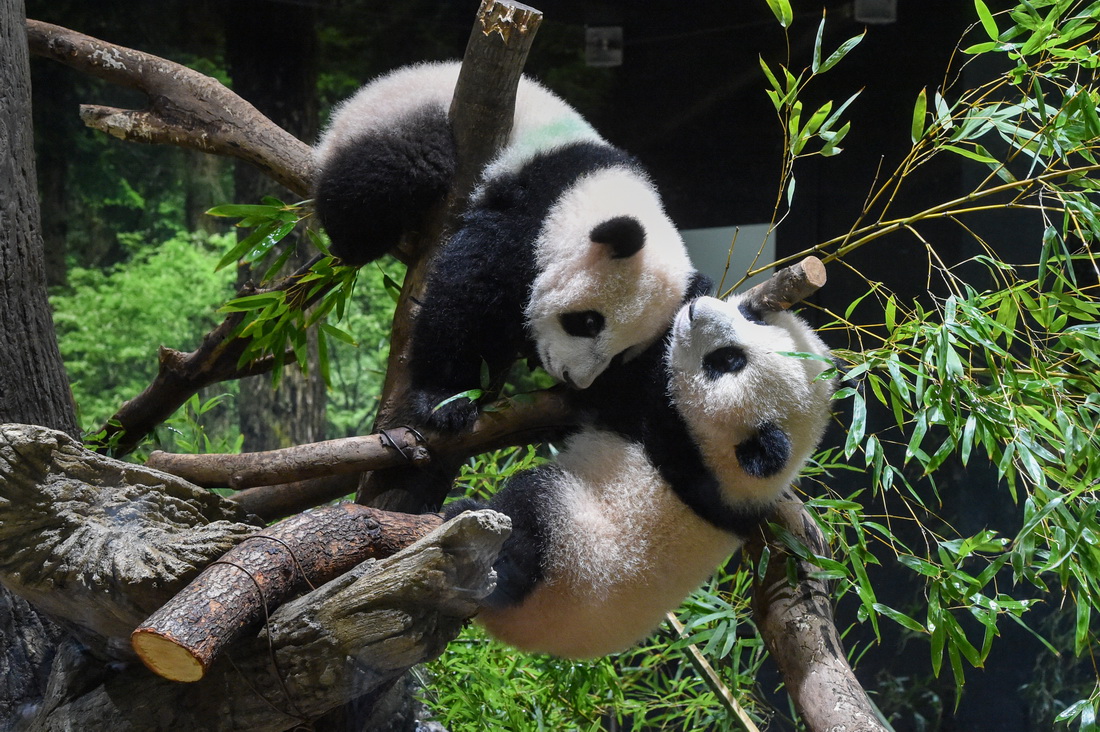 1月12日，大熊猫“晓晓”（上）和“蕾蕾”（下）在日本东京上野动物园玩耍。新华社发（东京动物园协会供图）
