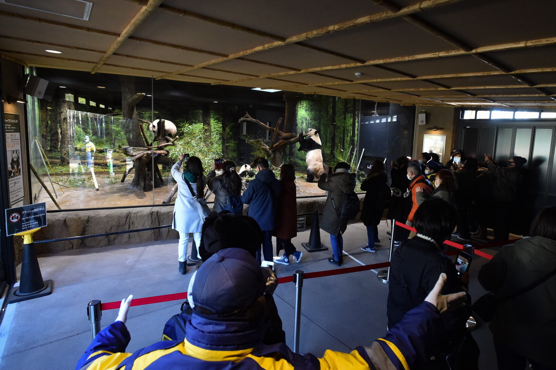 1月12日，游客在日本东京上野动物园参观大熊猫双胞胎和它们的母亲。新华社发（东京动物园协会供图）