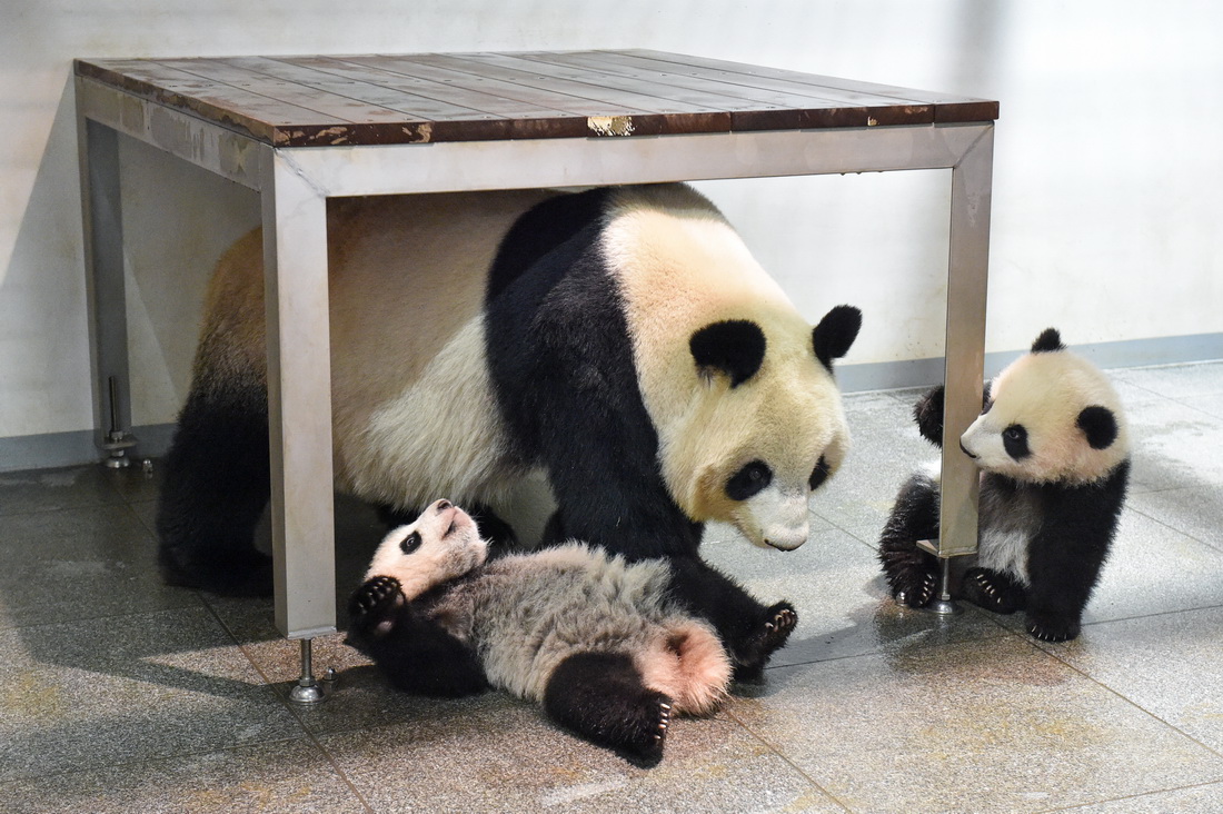 这是2021年12月13日拍摄的大熊猫母亲和幼崽“蕾蕾”（左）、“晓晓”（右）在一起。新华社发（东京动物园协会供图）