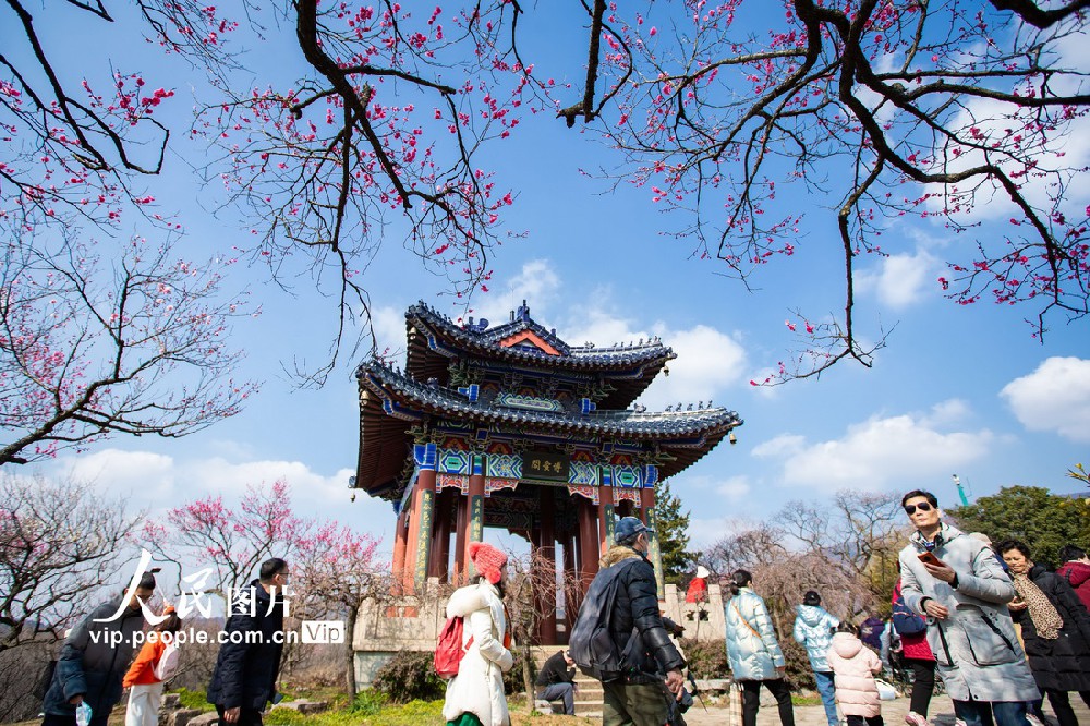 2022年2月4日，游人在南京梅花山赏梅。