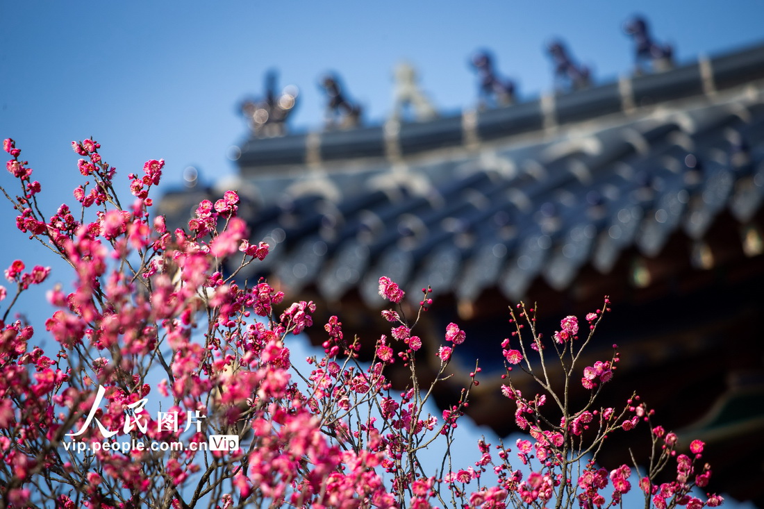 2022年2月4日，在南京梅花山拍摄的梅花。