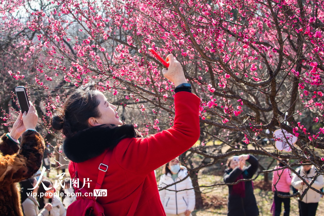 2022年2月4日，游人在南京梅花山拍摄梅花。