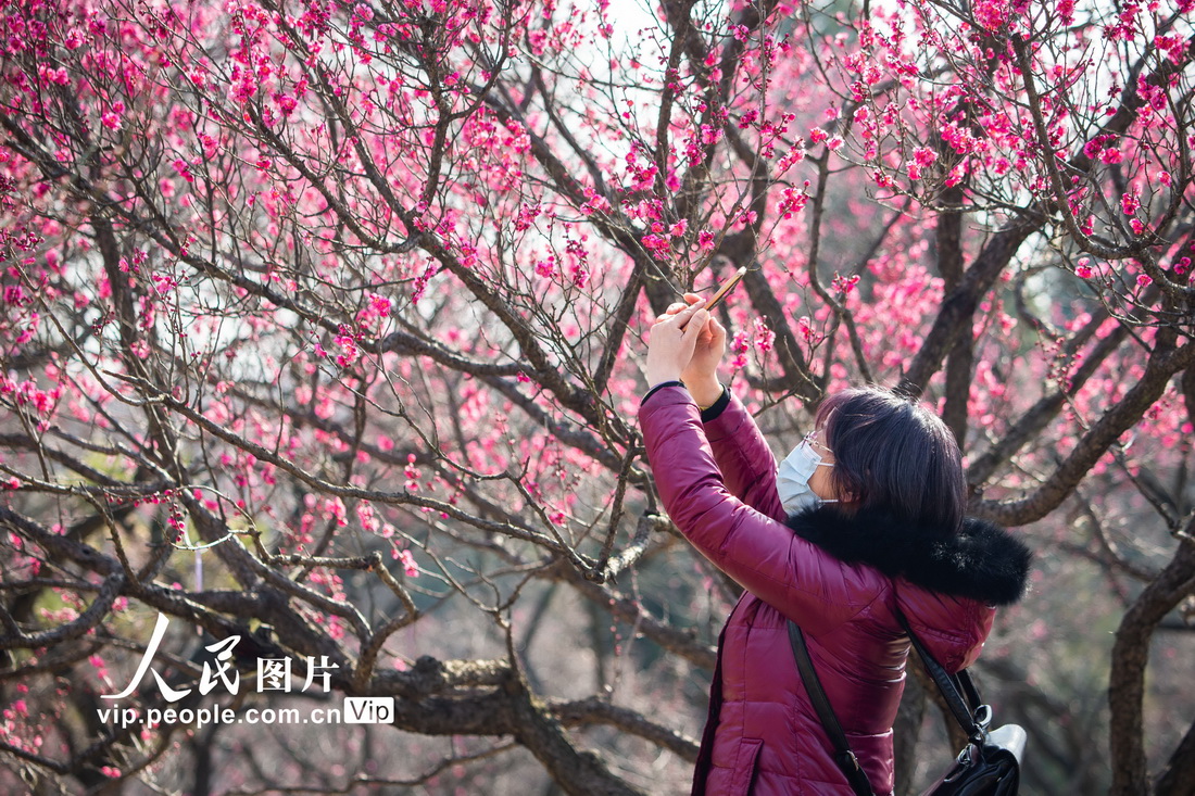 2022年2月4日，游人在南京梅花山拍摄梅花。